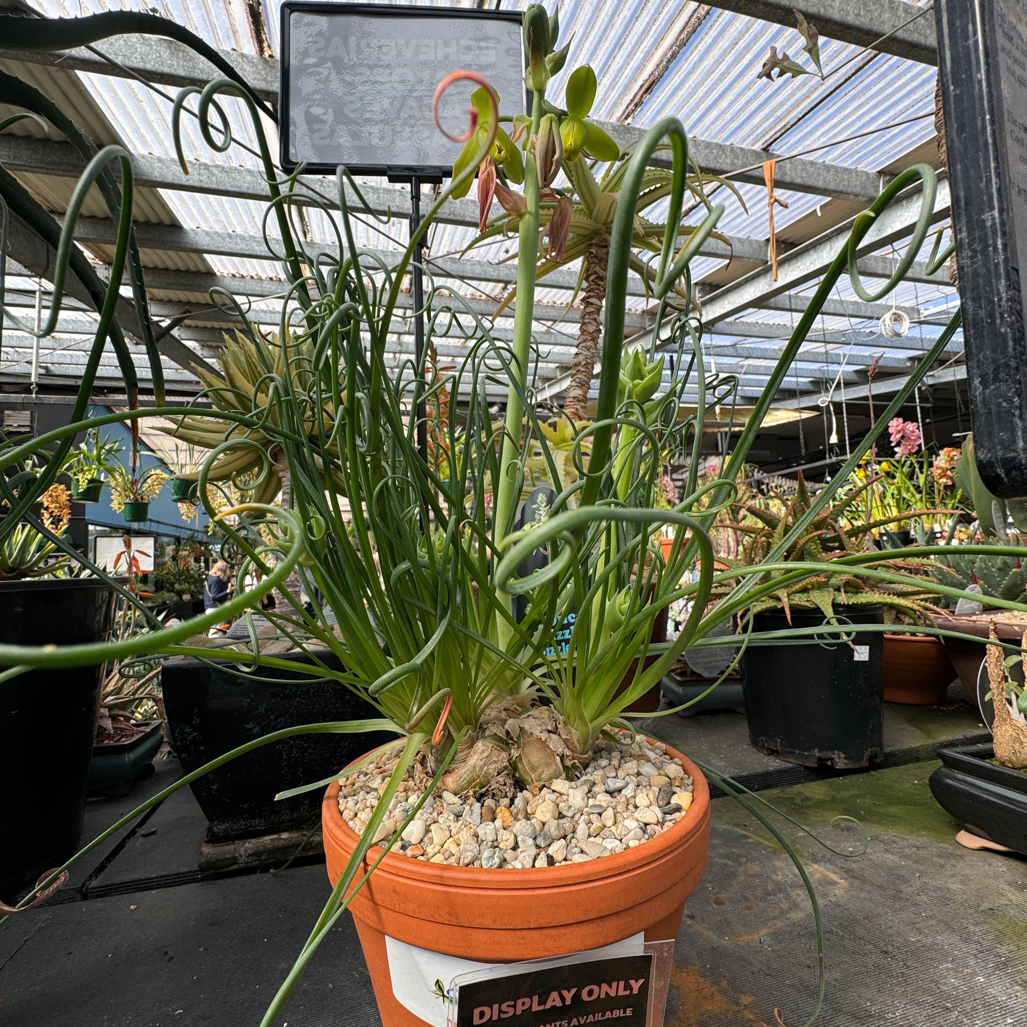 Albuca spiralis 'Frizzle Sizzle'