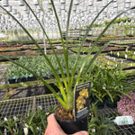 Cymbidium Beau Guest 'Glen'