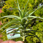 Tillandsia aeranthos 'Miniata' - The Blooming Air Plant