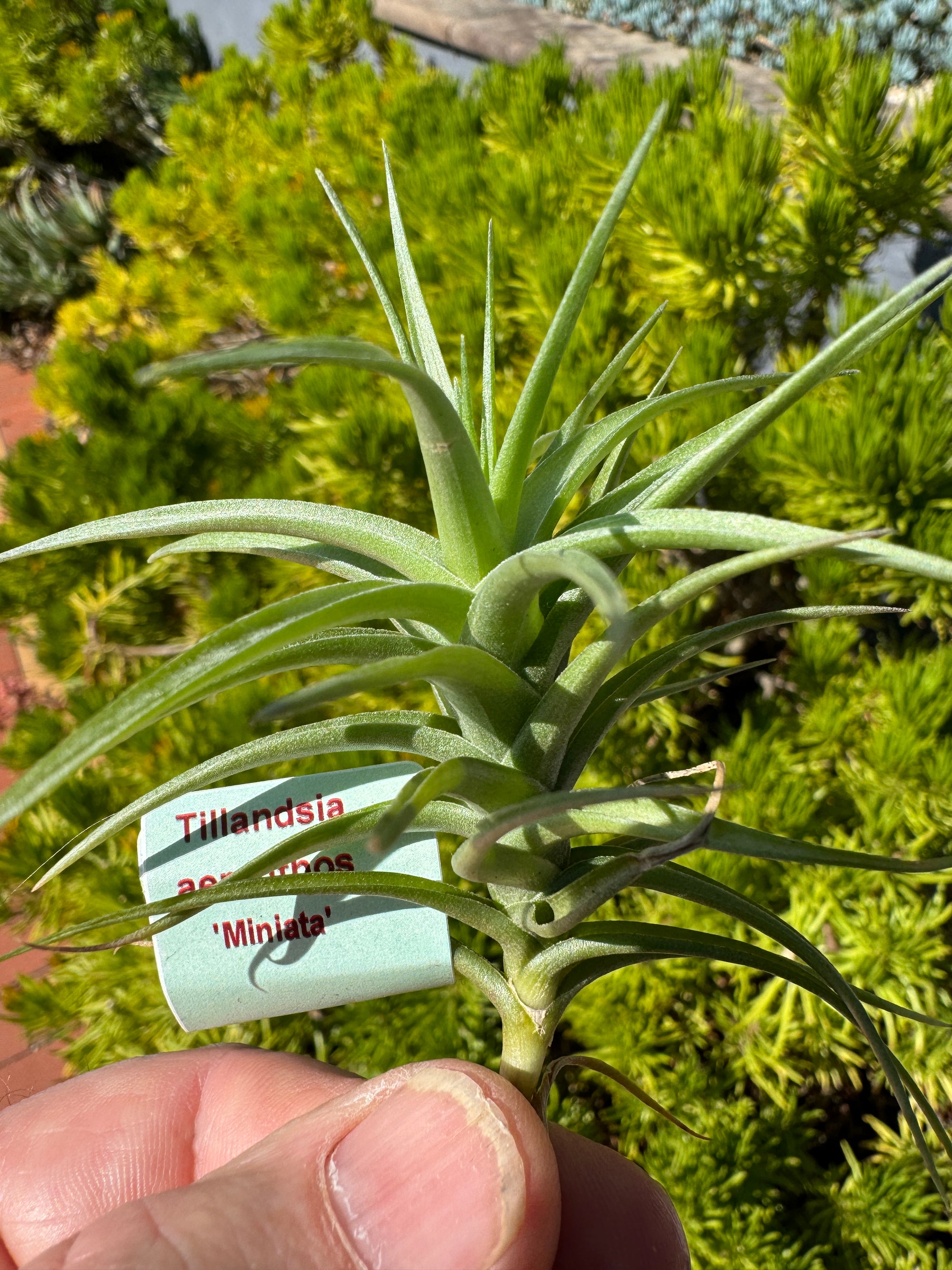 Tillandsia aeranthos Miniata