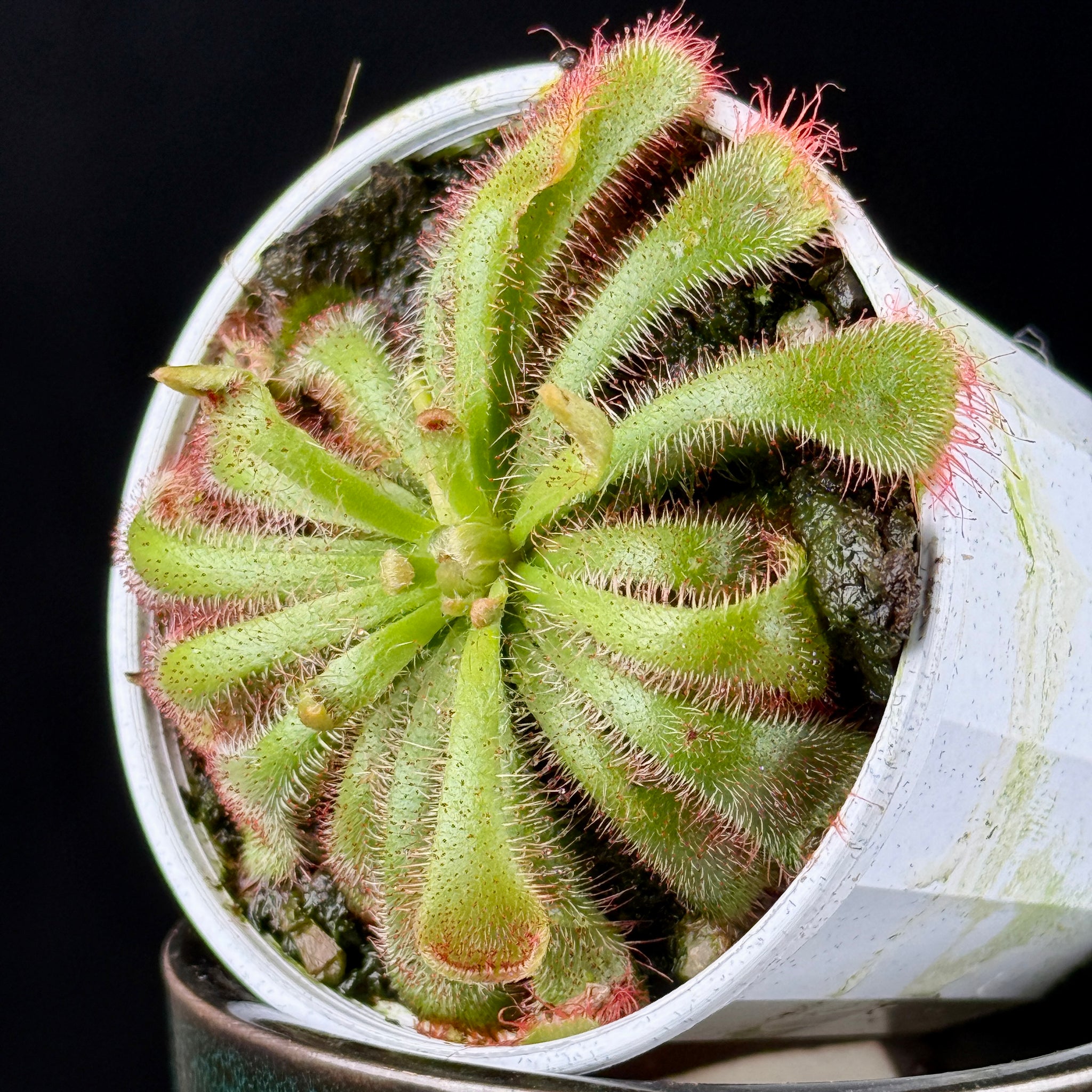 Drosera aliciae