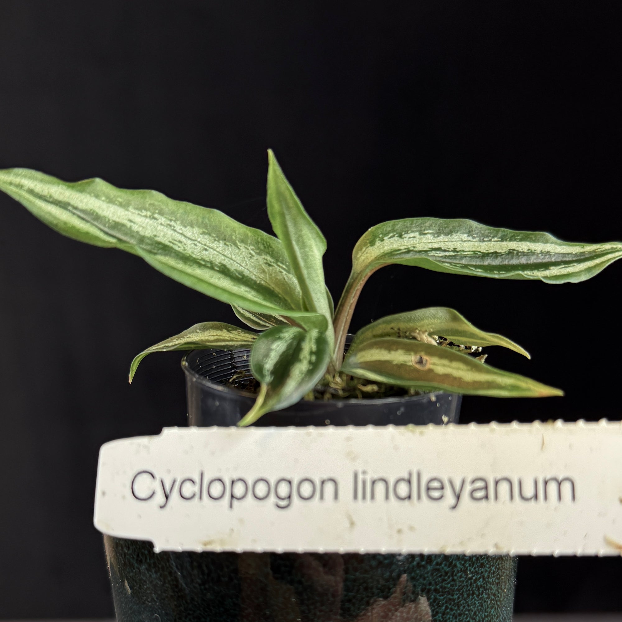 Cyclopogon lindleyanum