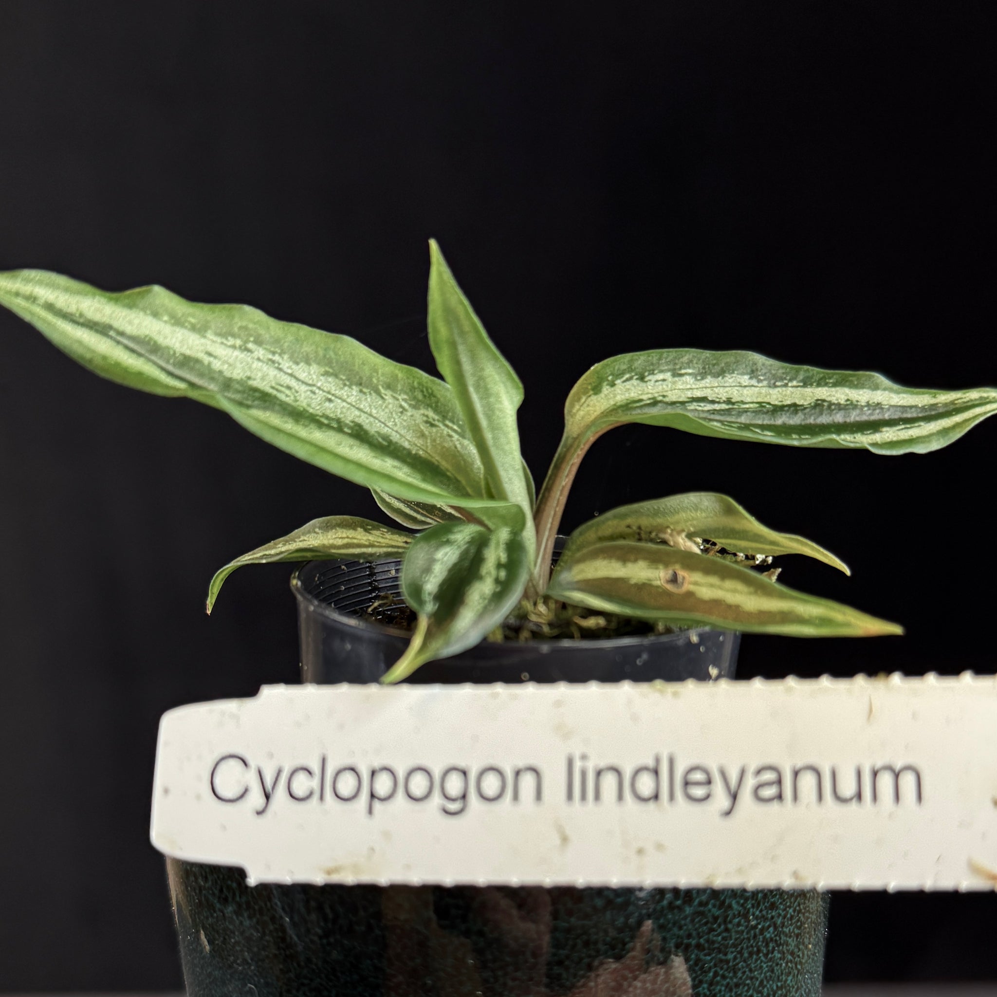 Cyclopogon lindleyanum
