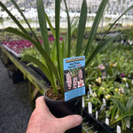 Cymbidium Mary Green 'Lipstick'