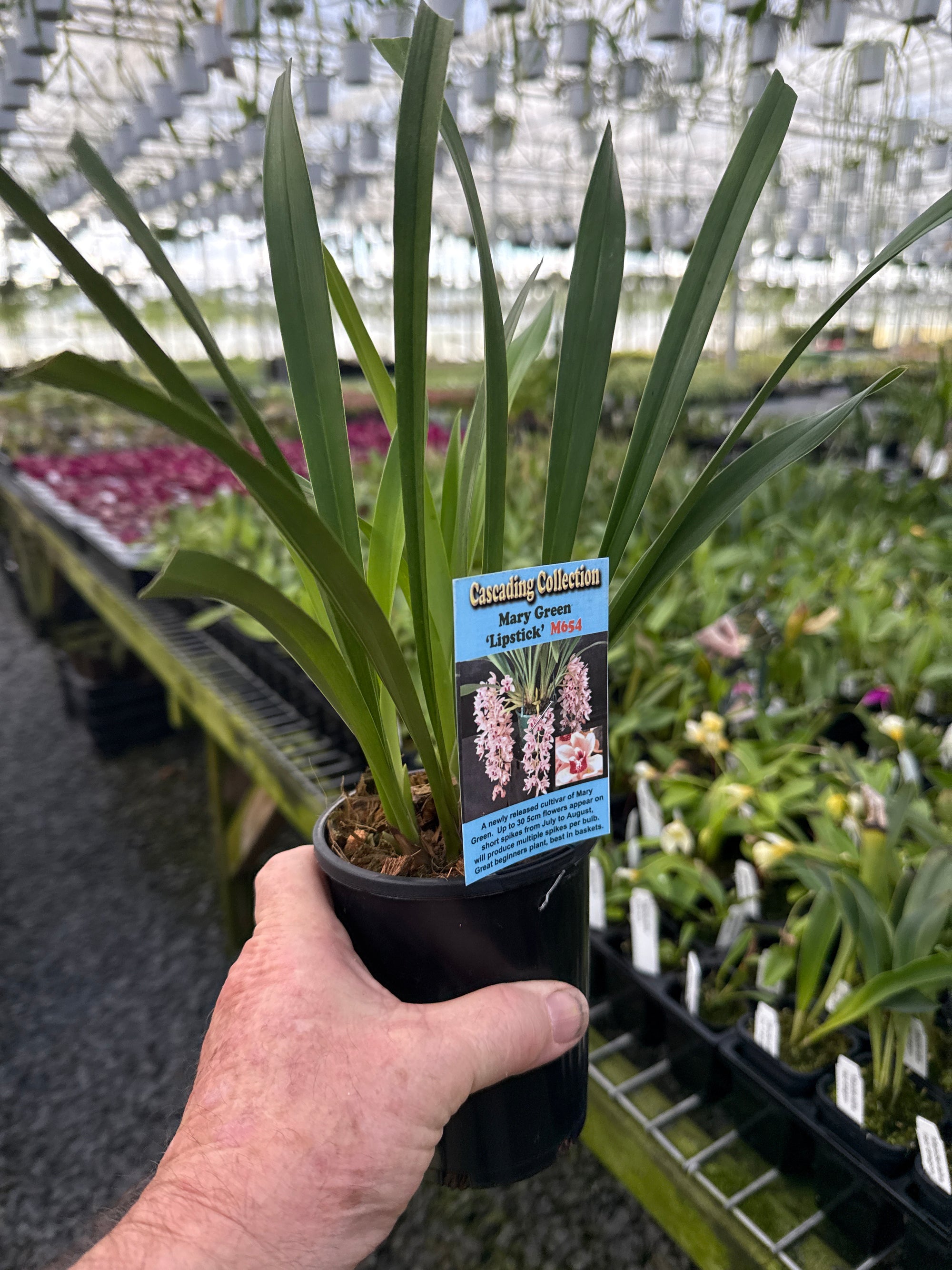 Cymbidium Mary Green 'Lipstick'