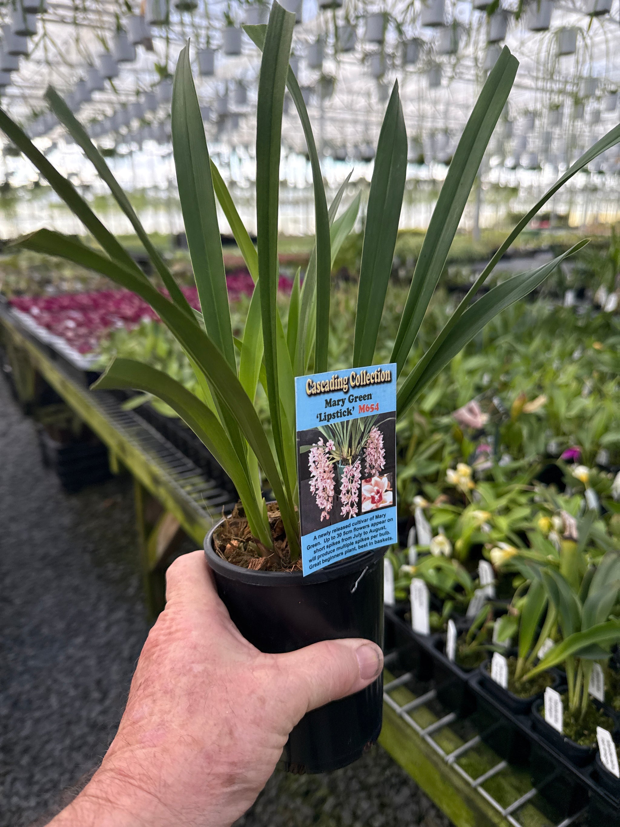Cymbidium Mary Green 'Lipstick'