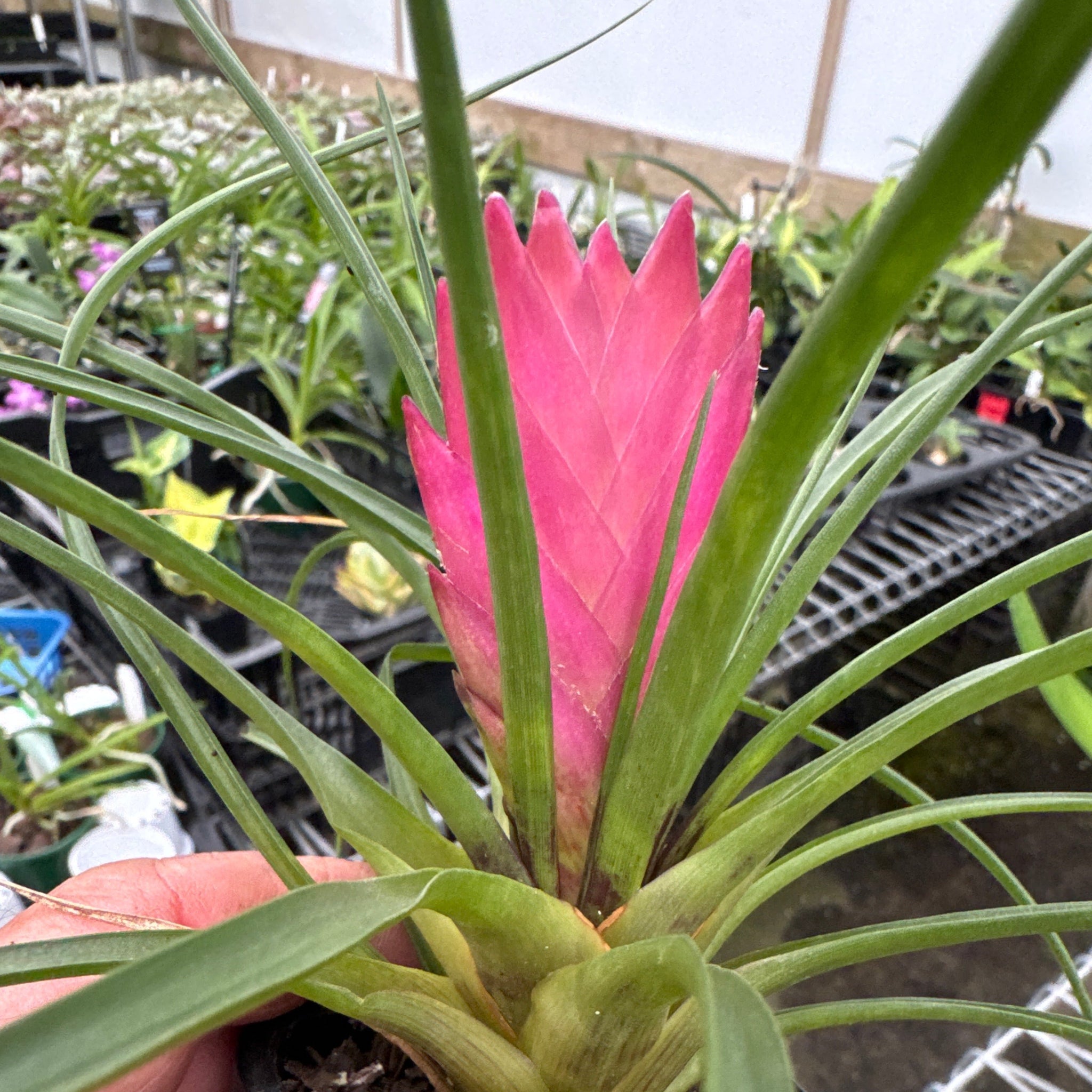 Tillandsia cyanea 'The Pink Quill' in bloom