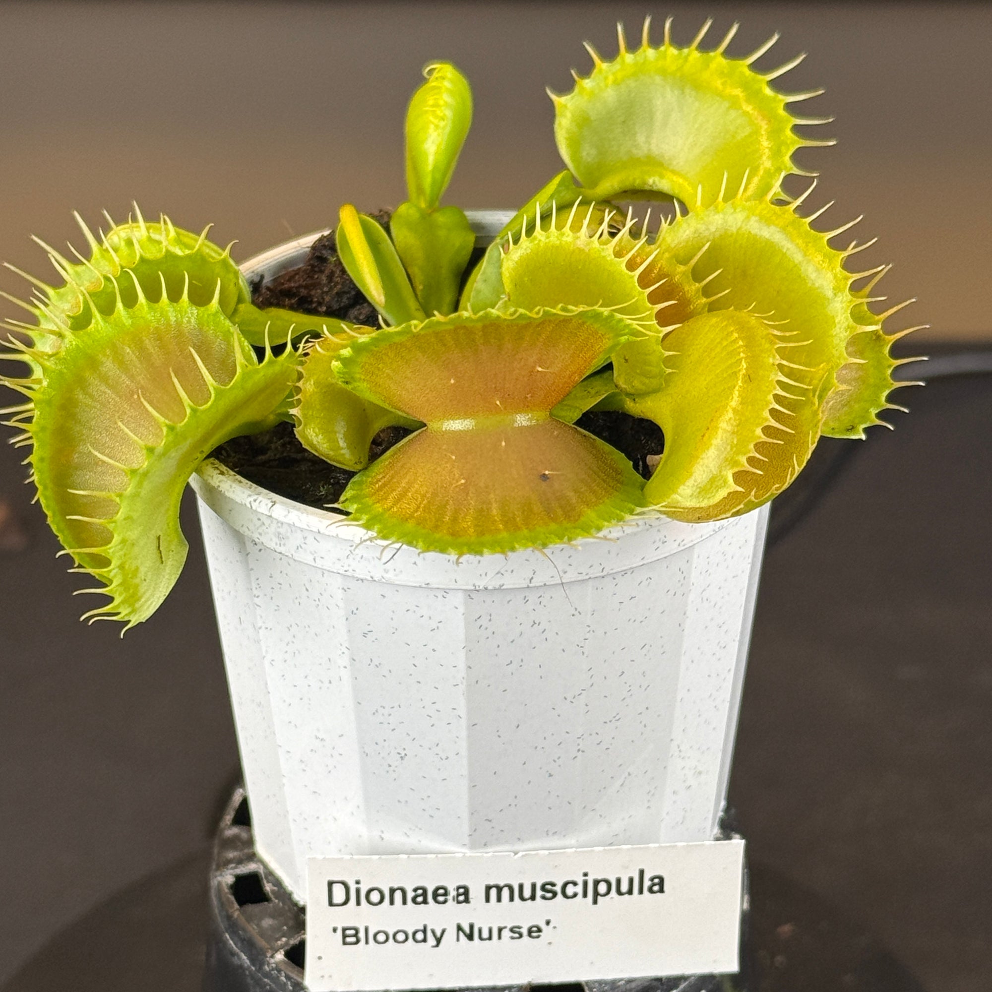 Dionaea muscipula 'Bloody Nurse'- Venus Fly Trap
