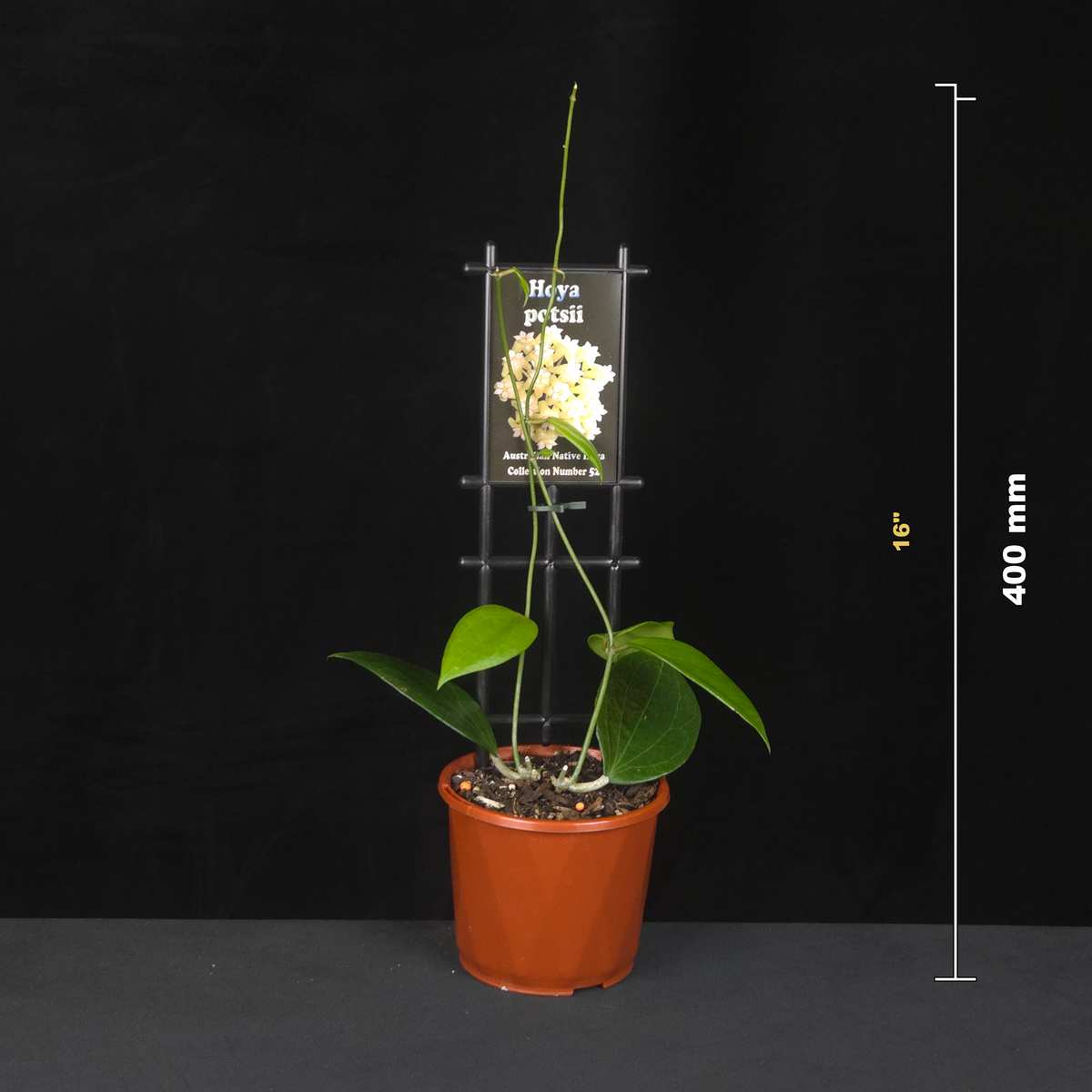 Potted Hoya verticillata var. verticillata with height measurement guide.