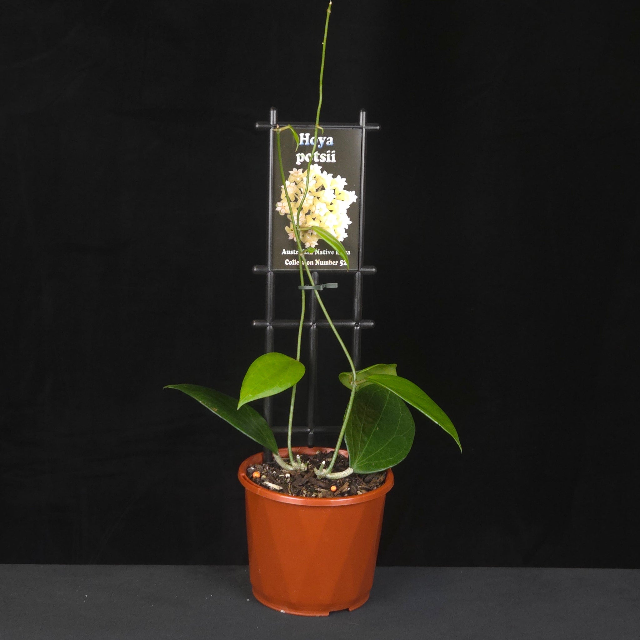Potted Hoya verticillata var. verticillata with flower reference image.