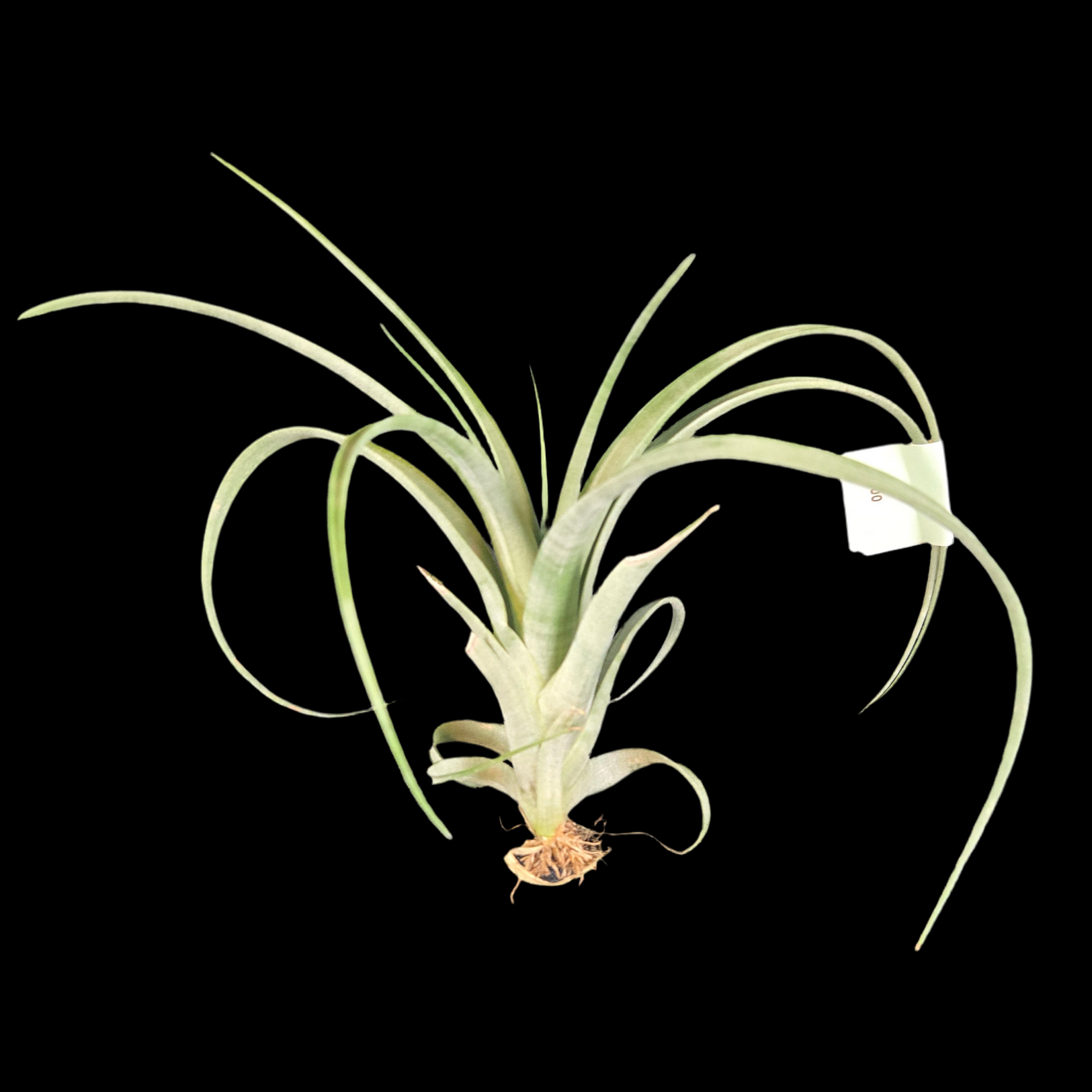 Tillandsia parvispica (WA Prohibited)