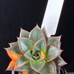 Echeveria Dionysos Monocerotis 'Variegata'