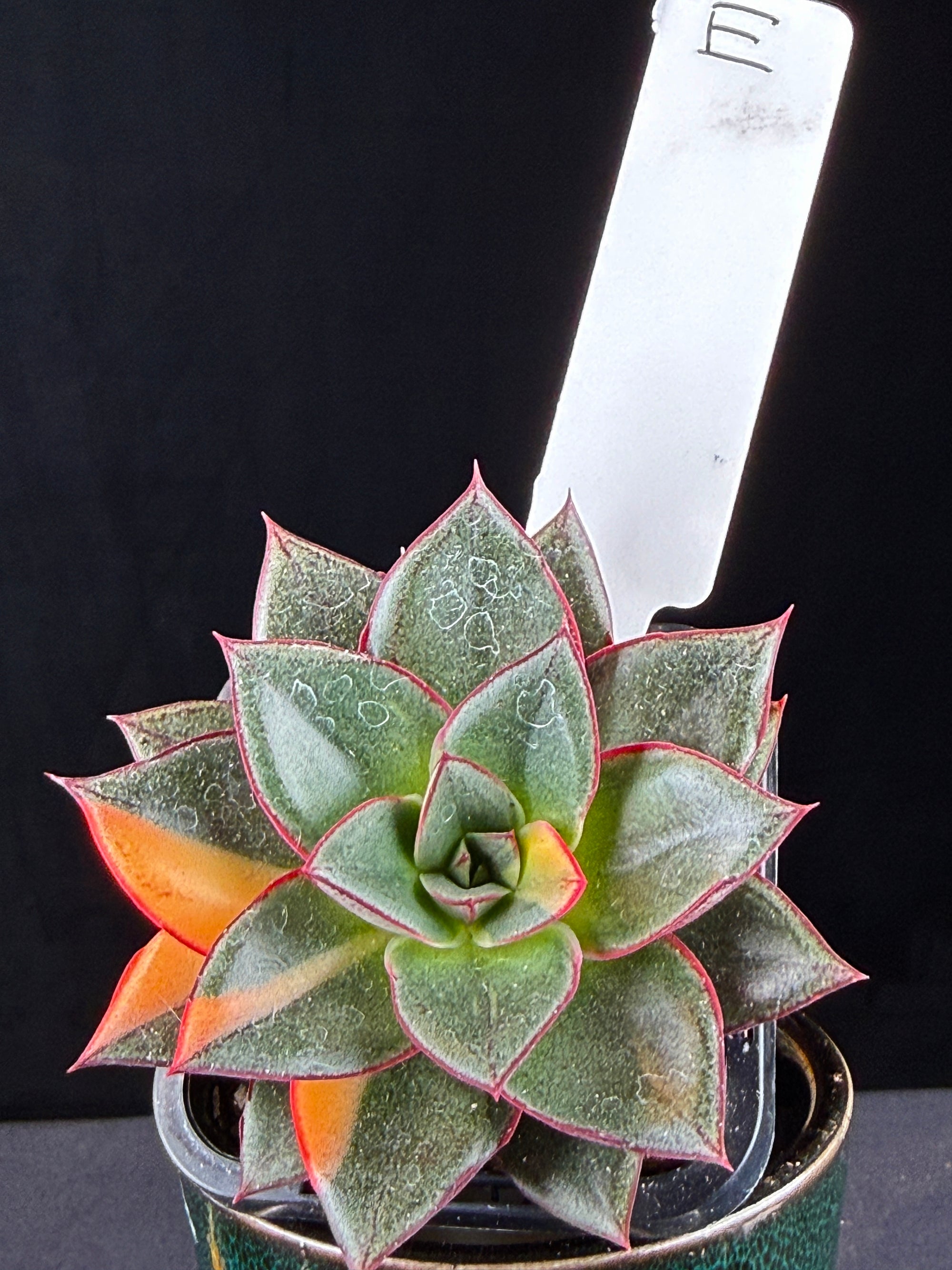 dionysos succulent Echeveria 'Dionysos Monokerotis Variegata' – Collectors Online