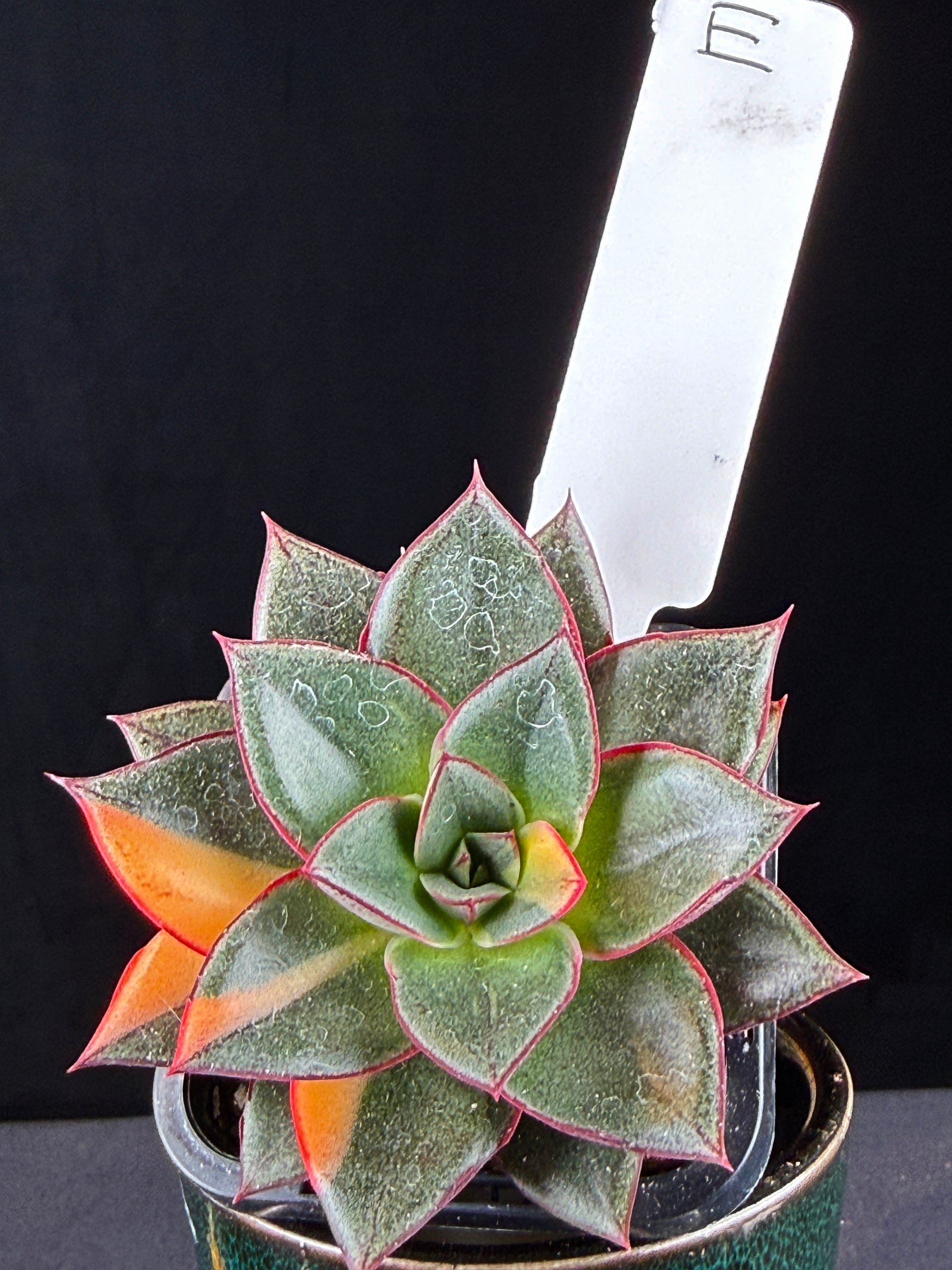 Echeveria Dionysos Monokerotis 'Variegata'