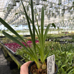 Cymbidium Little Sarah Snowflake 1 only