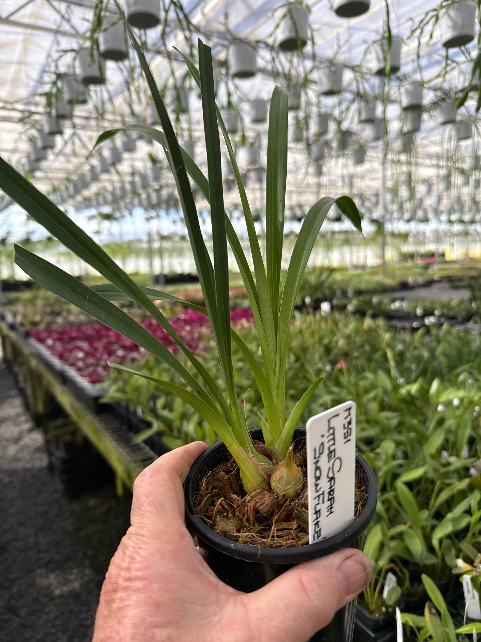 Cymbidium Little Sarah Snowflake 1 only