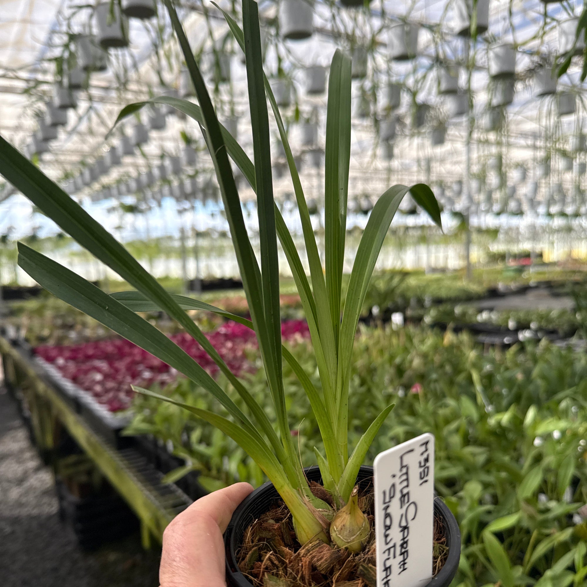 Cymbidium Little Sarah Snowflake 1 only