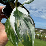 Philodendron erubescens 'White Knight'