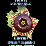 Huernia zebrina var. magniflora Stapelia Starfish Flower – Collection No. 37