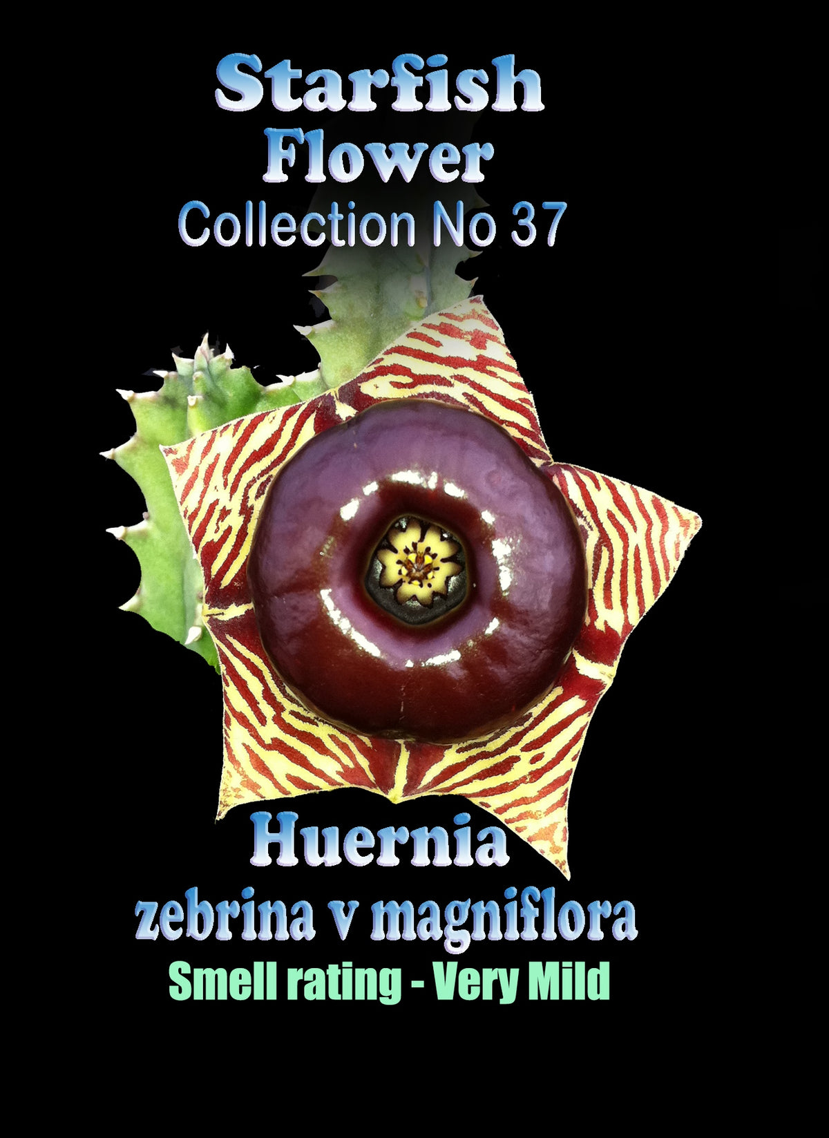 Huernia zebrina var. magniflora Stapelia Starfish Flower – Collection No. 37
