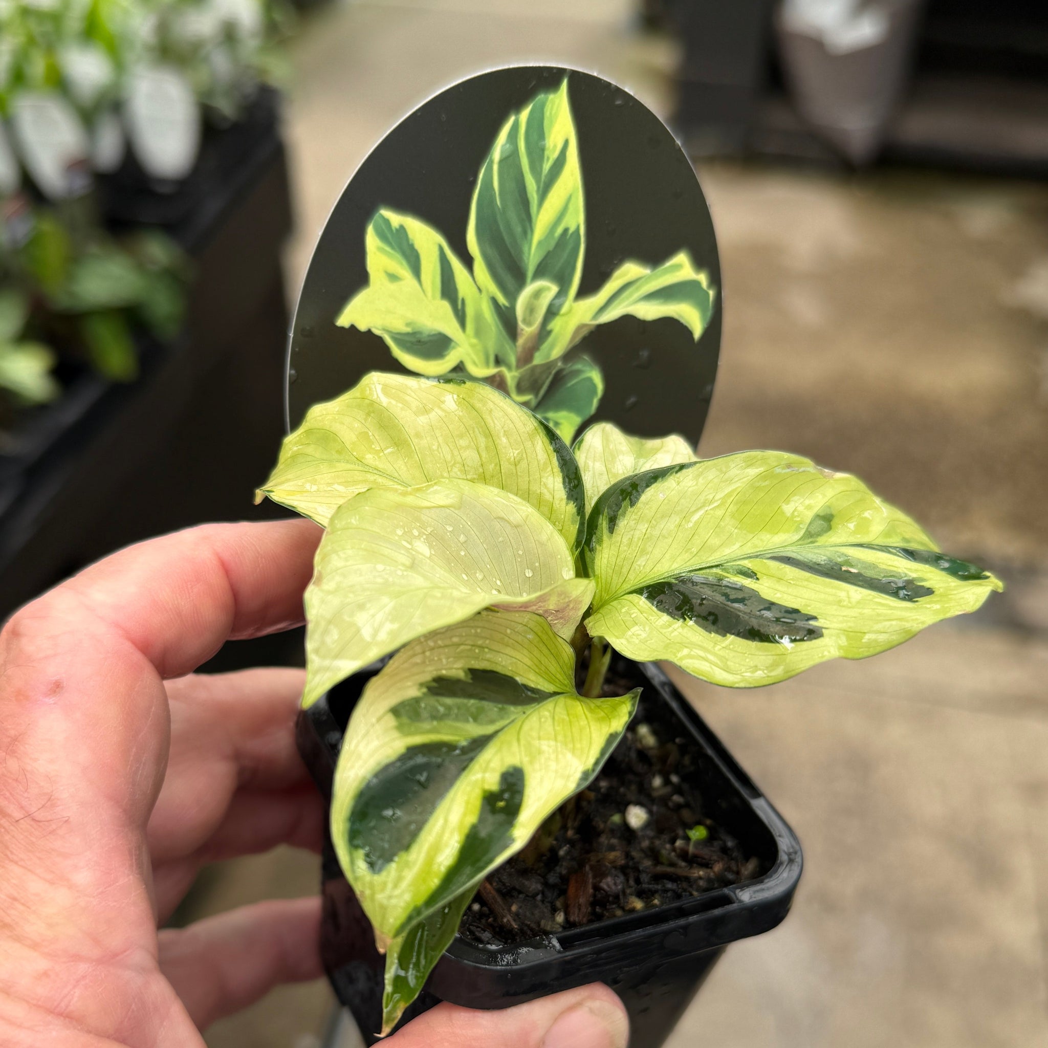 Calathea lietzei 'Yellow Fusion' (syn. Maranta)