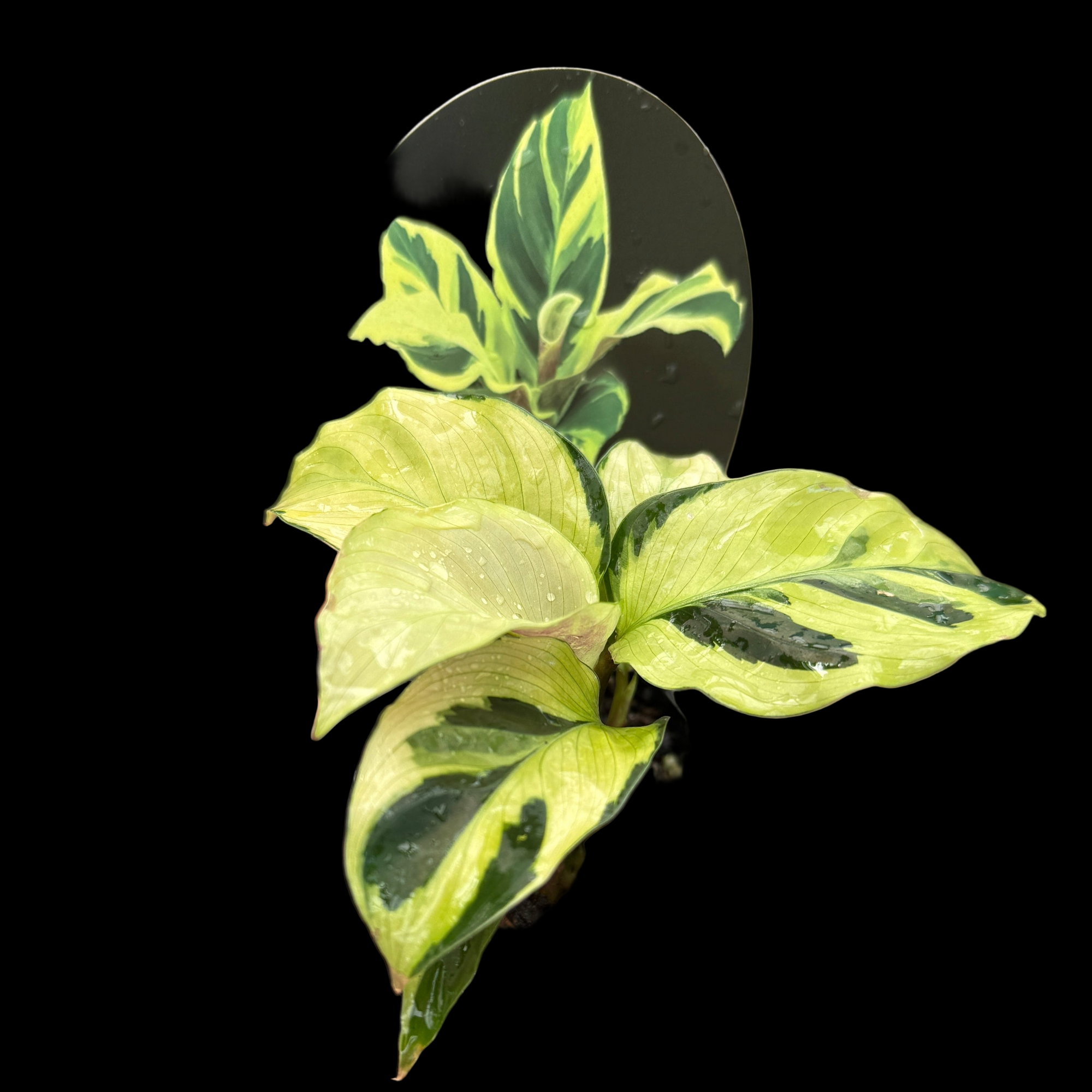 Calathea lietzei 'Yellow Fusion' (syn. Maranta)