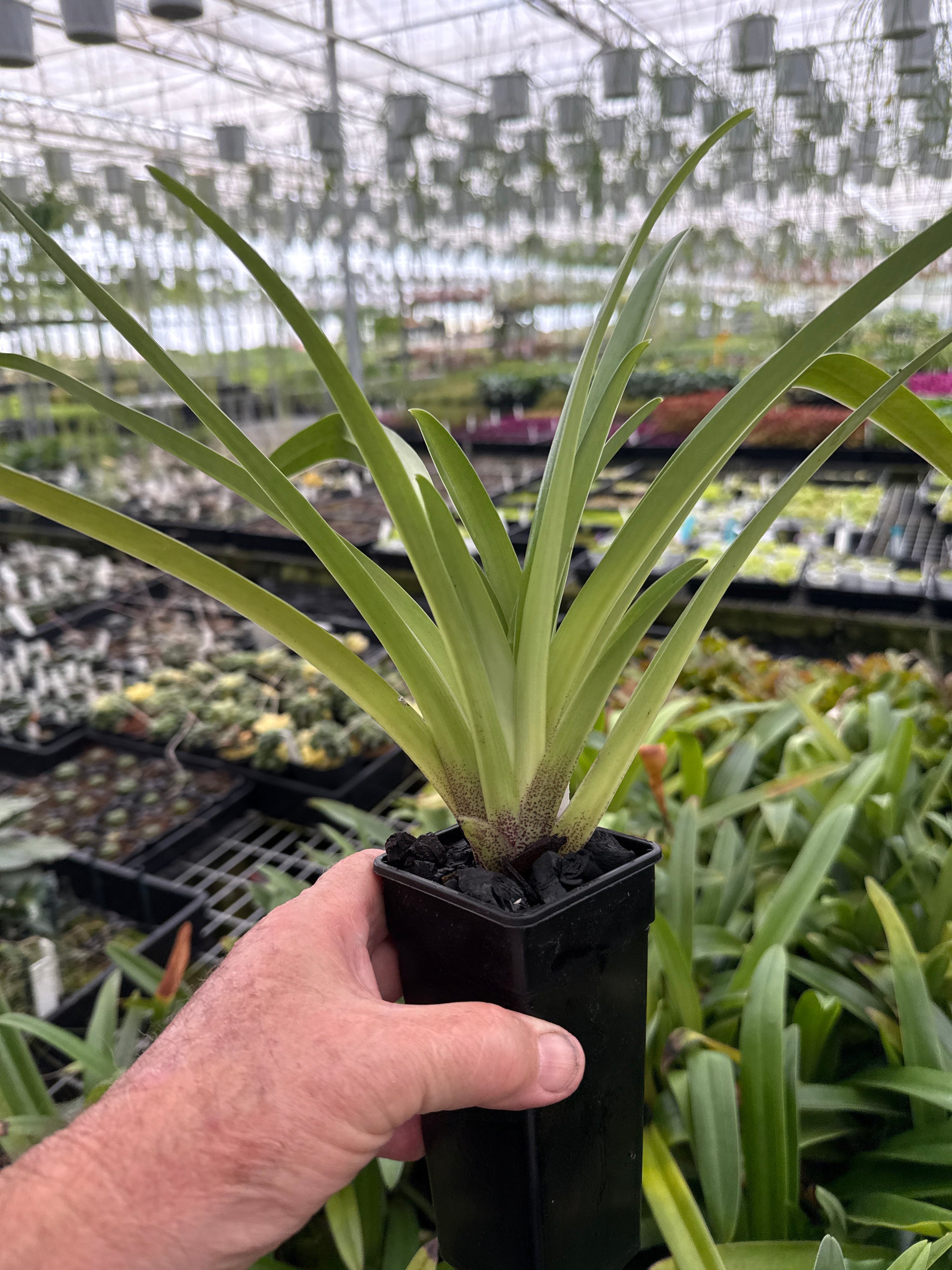 Paphiopedilum villosum