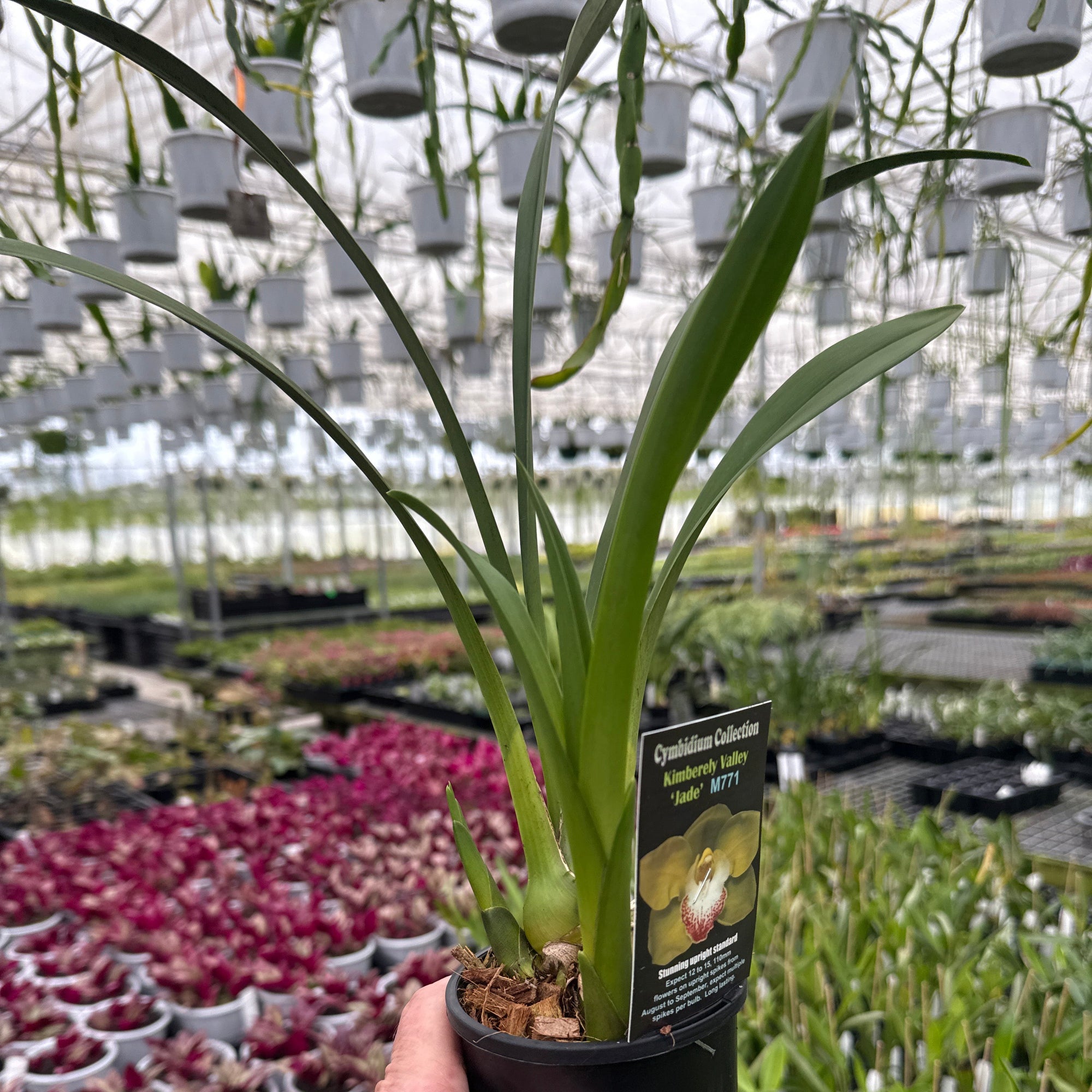 Cymbidium Kimberley Valley 'Jade'