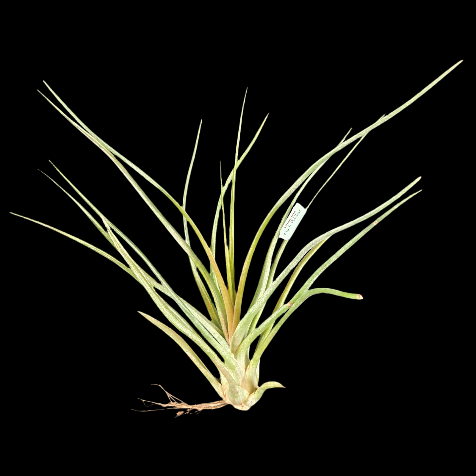 Tillandsia ‘Mali Dofitas’