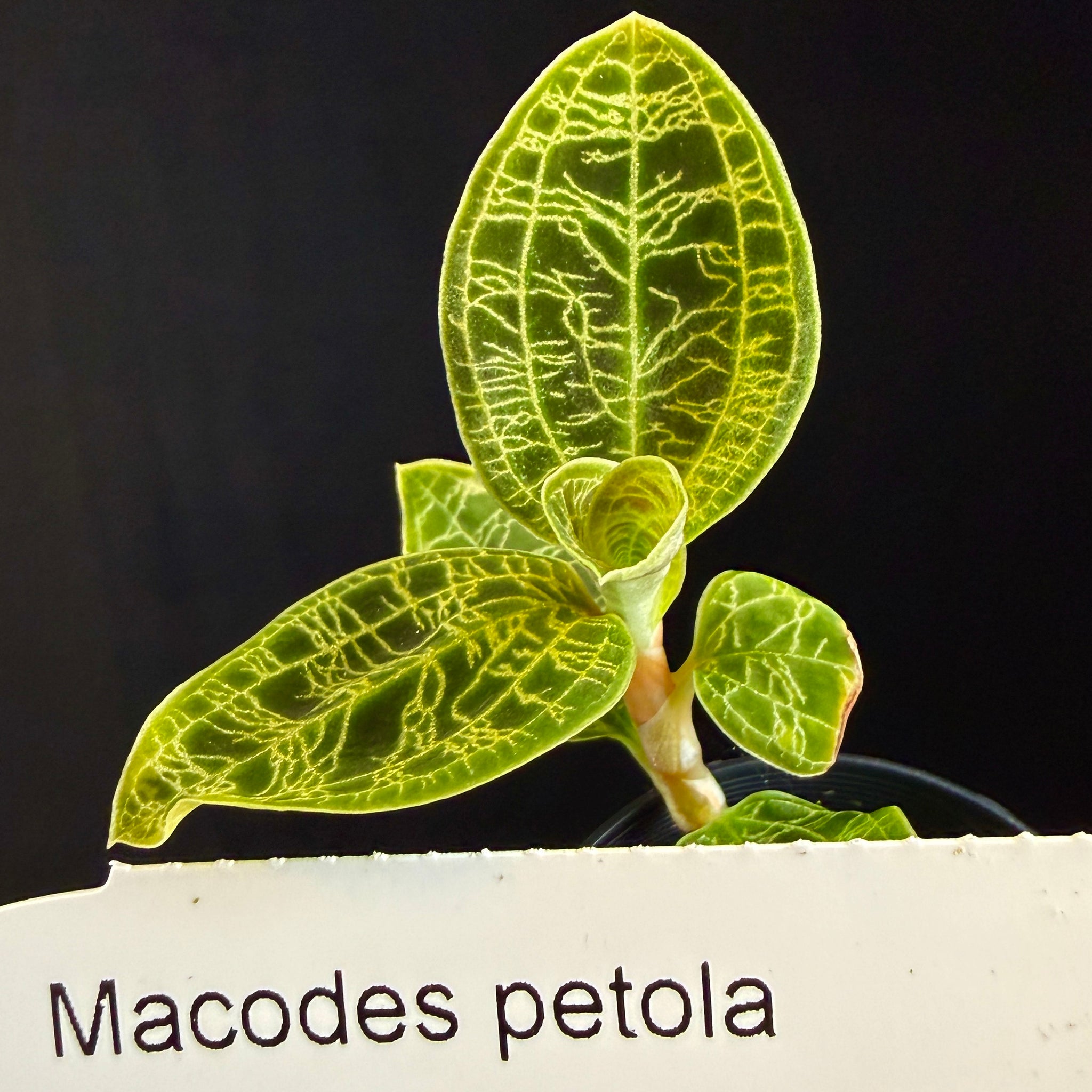 Macodes petola