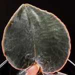 Anoectochilus sp. #53