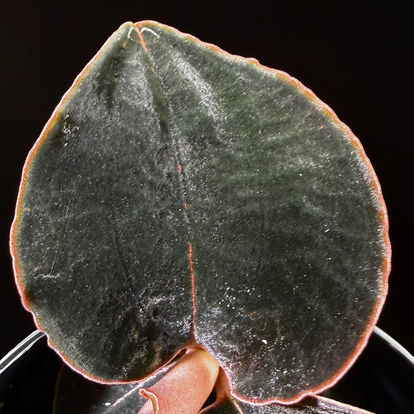 Anoectochilus sp. #53