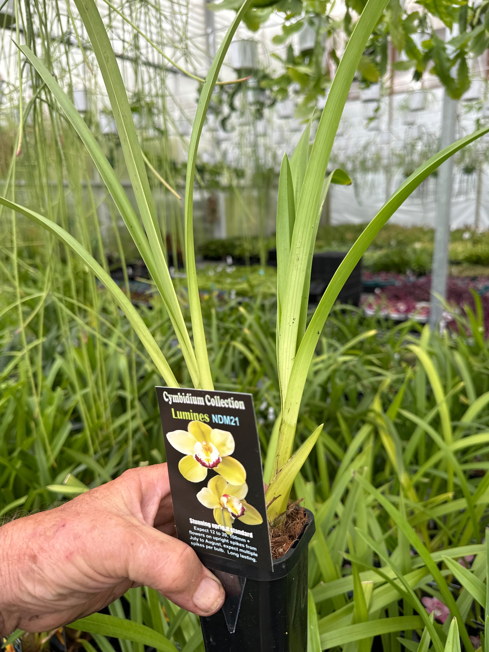 Cymbidium Lumines super sized