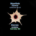 Huernia oculata Stapelia Starfish Flower – Collection No. 23