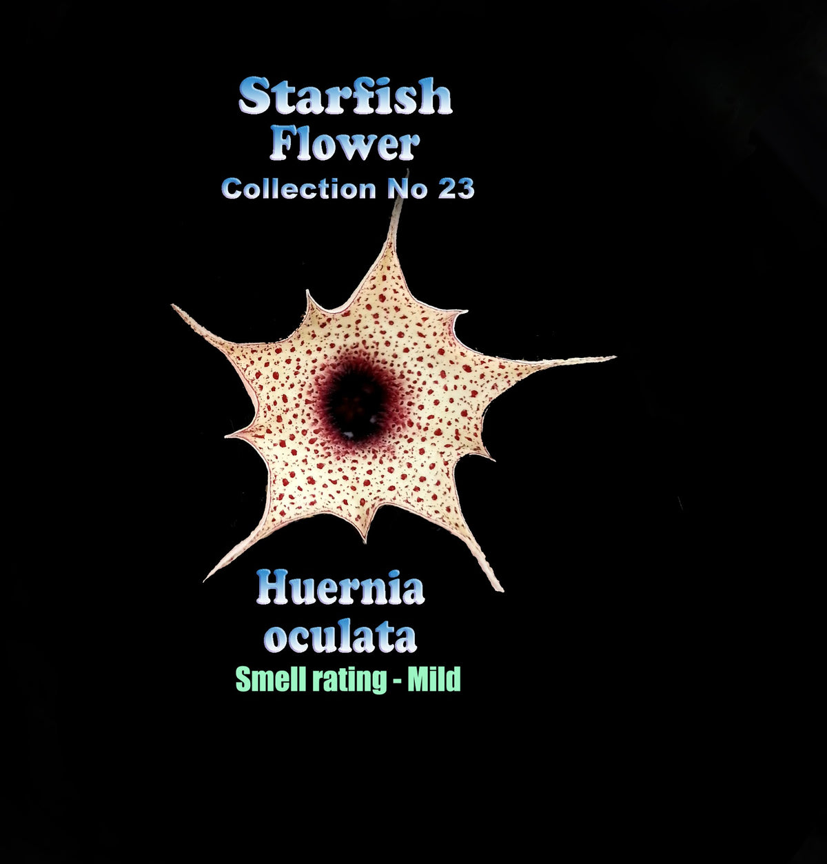 Huernia oculata Stapelia Starfish Flower – Collection No. 23