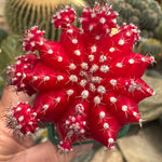 Grafted cactus Red