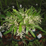Bulbophyllum ramosii