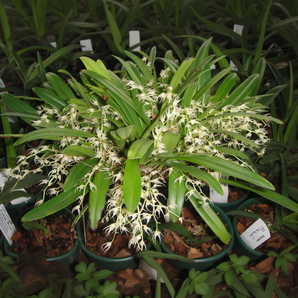 Bulbophyllum ramosii