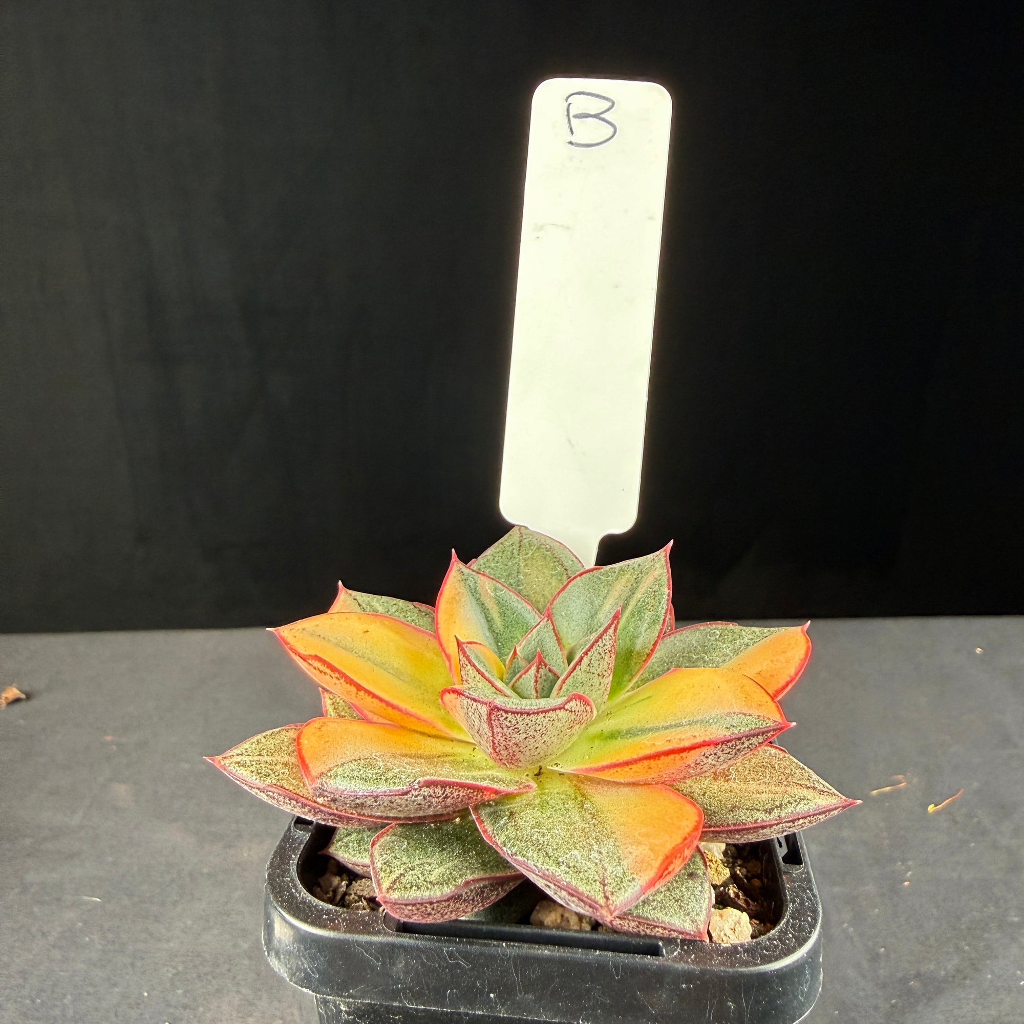 Echeveria Dionysos Monokerotis 'Variegata'