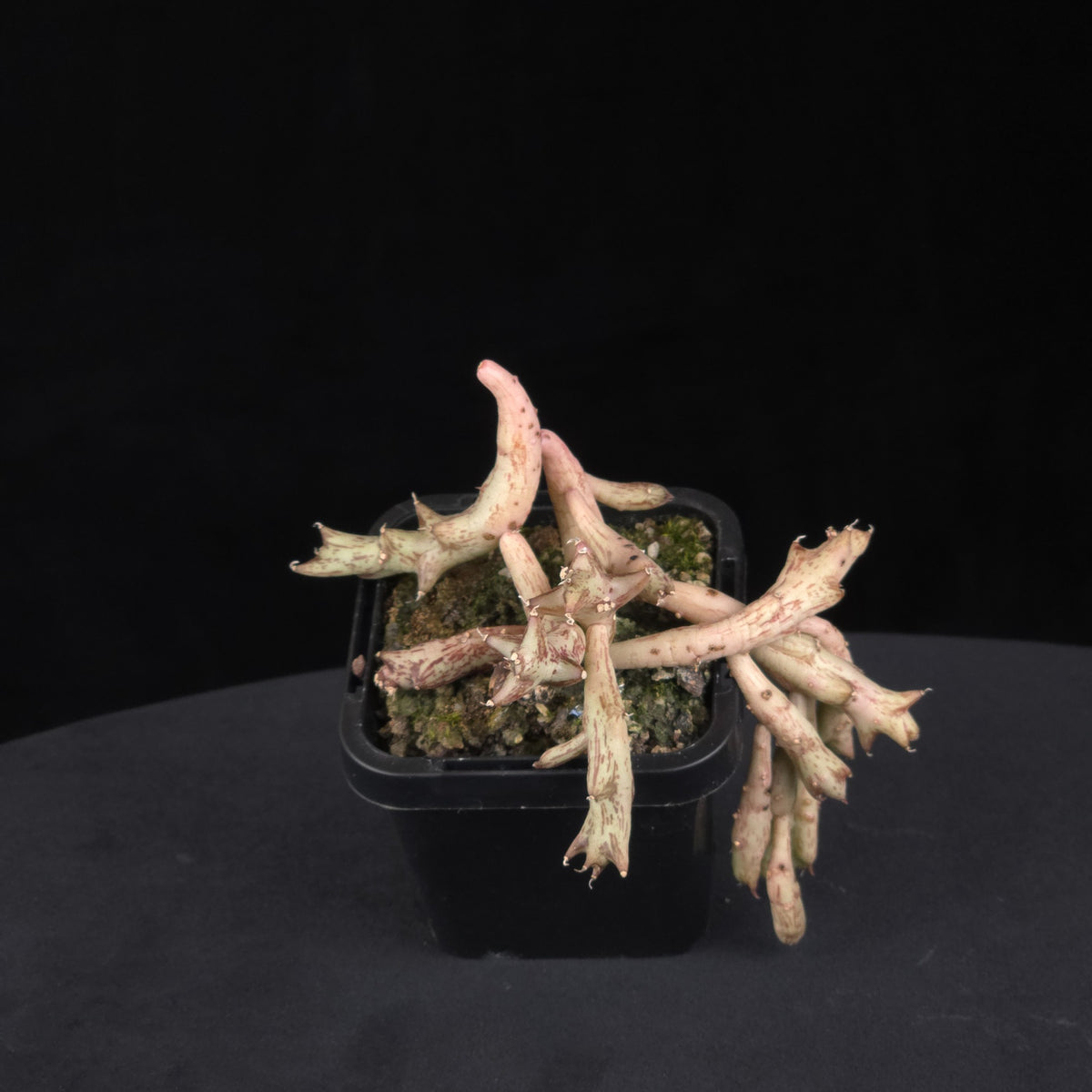 Orbea schweinfurthii Stapelia Starfish Flower – Collection No. 57