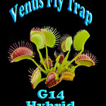 Dionaea muscipula ‘G14'- Winter Dormant - Venus Fly Trap