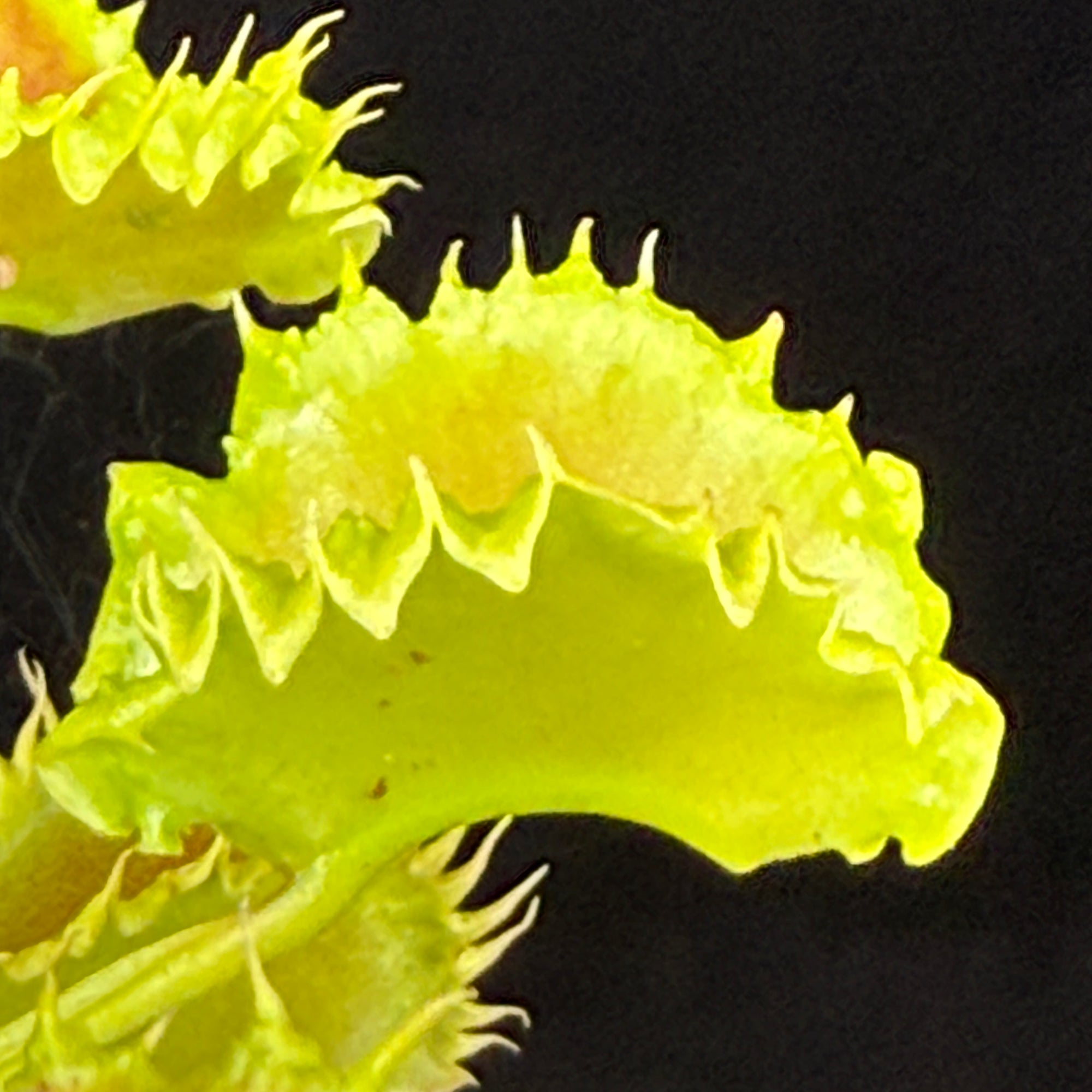 Dionaea muscipula 'Dumplings'
- Venus Fly Trap