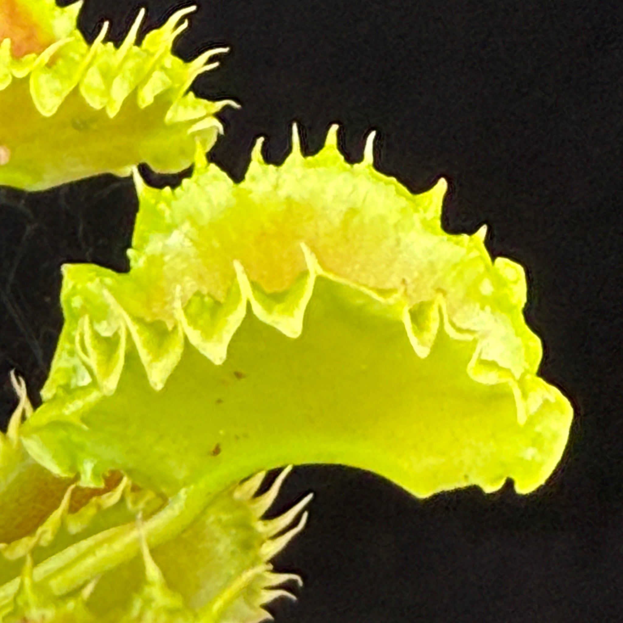 Dionaea muscipula 'Dumplings'
- Venus Fly Trap