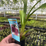 Cymbidium Kiwi Devonport 'Flying High'