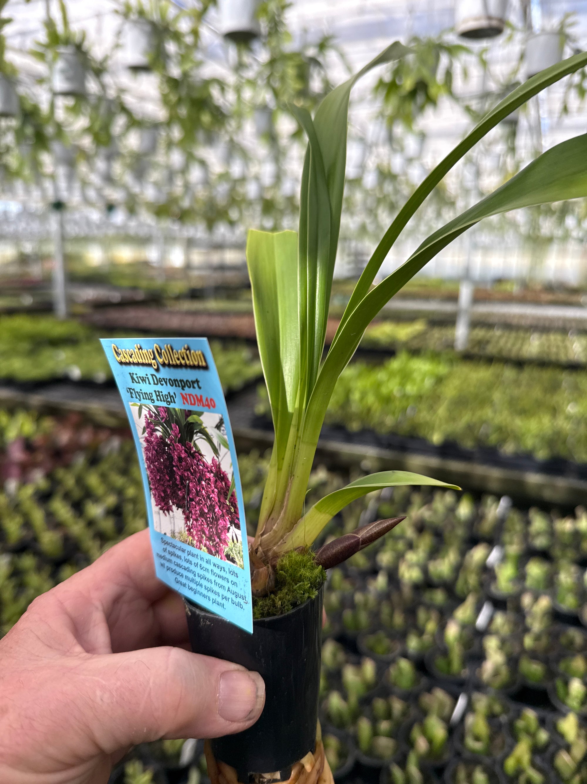 Cymbidium Kiwi Devonport 'Flying High'