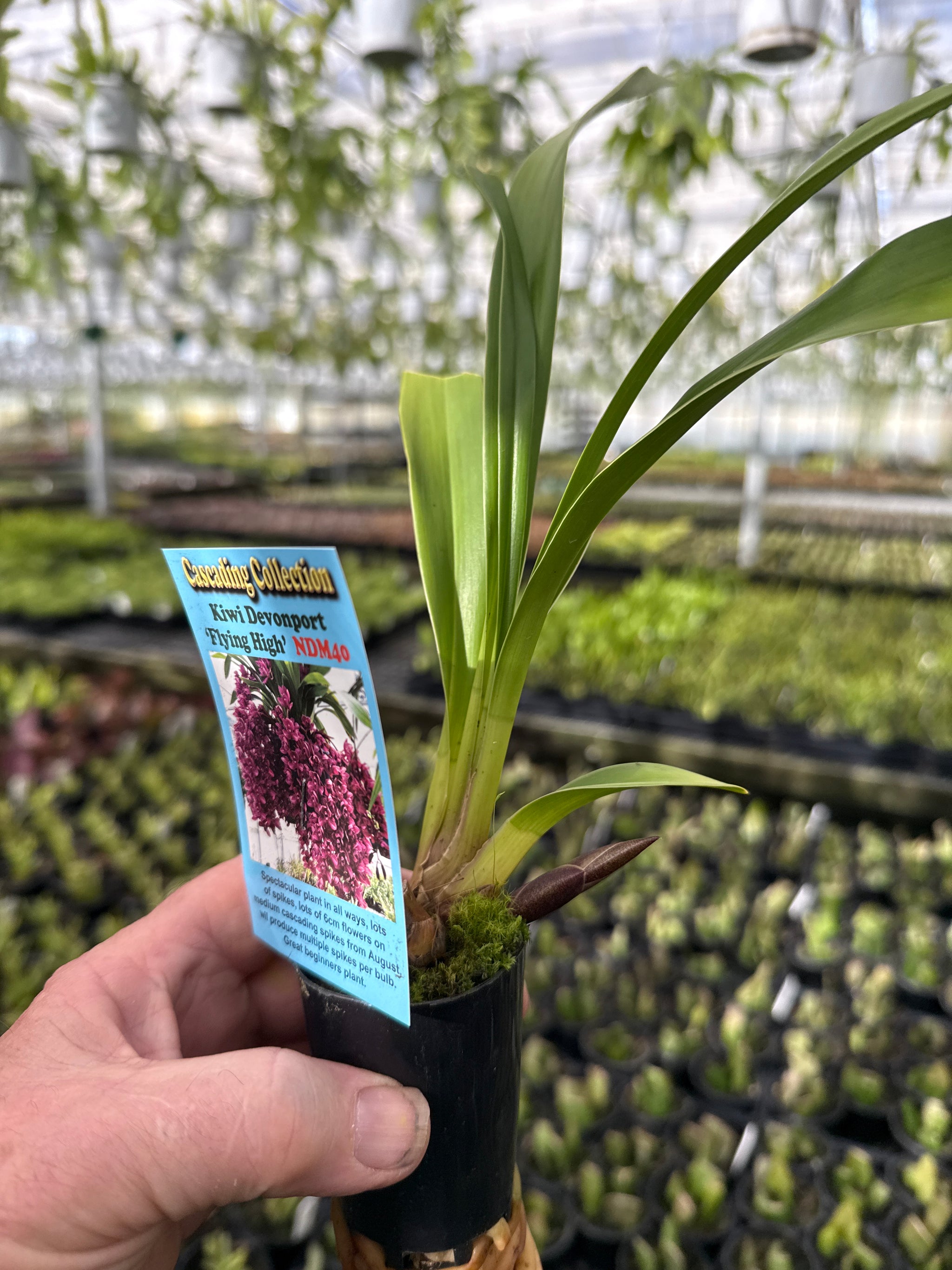Cymbidium Kiwi Devonport 'Flying High'