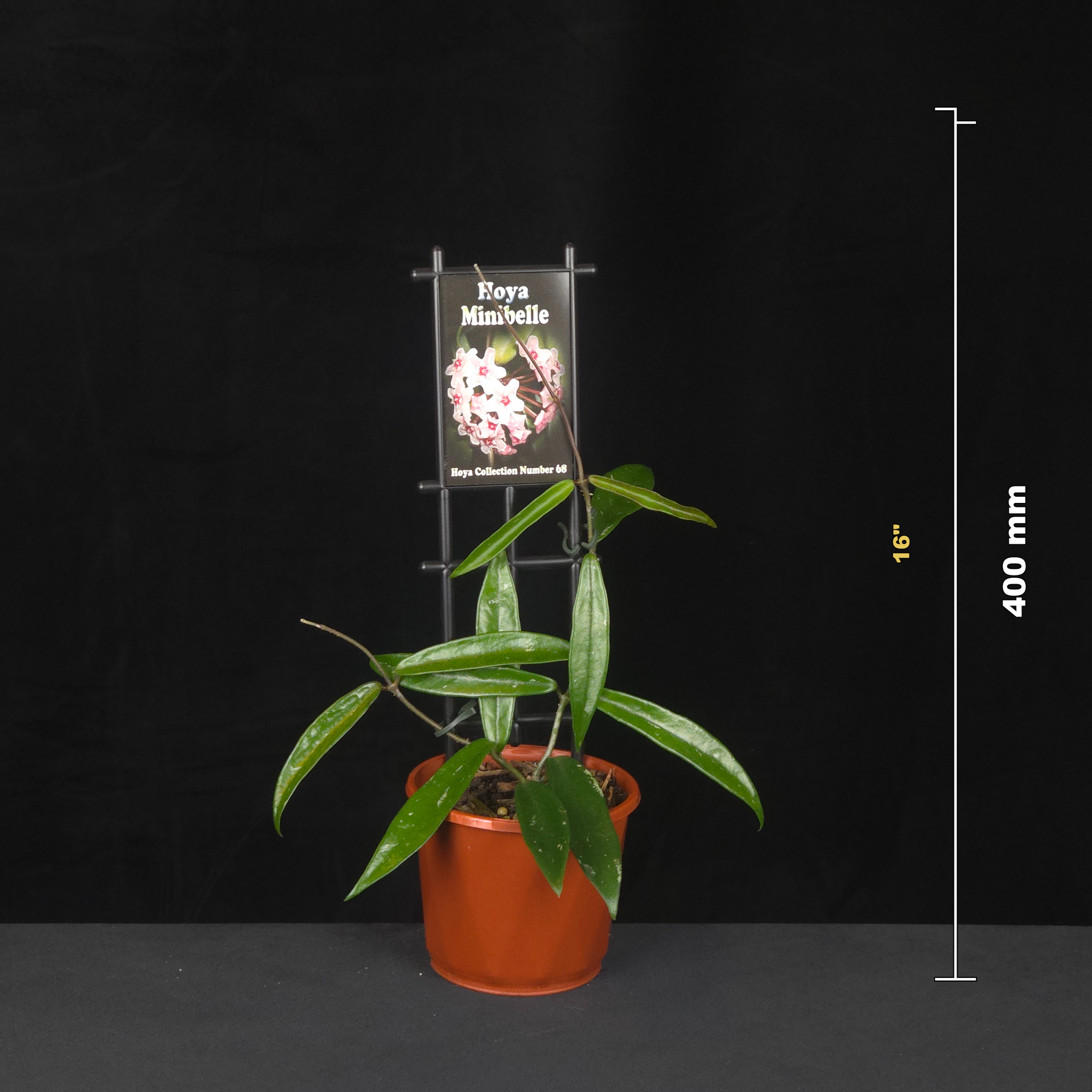 Potted Hoya ‘Minibelle’ with 400 millimetre height guide.