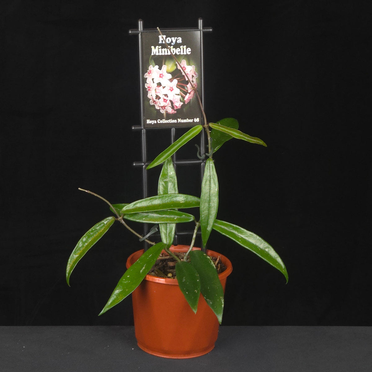 Potted Hoya ‘Minibelle’ climbing trellis with flower reference image.