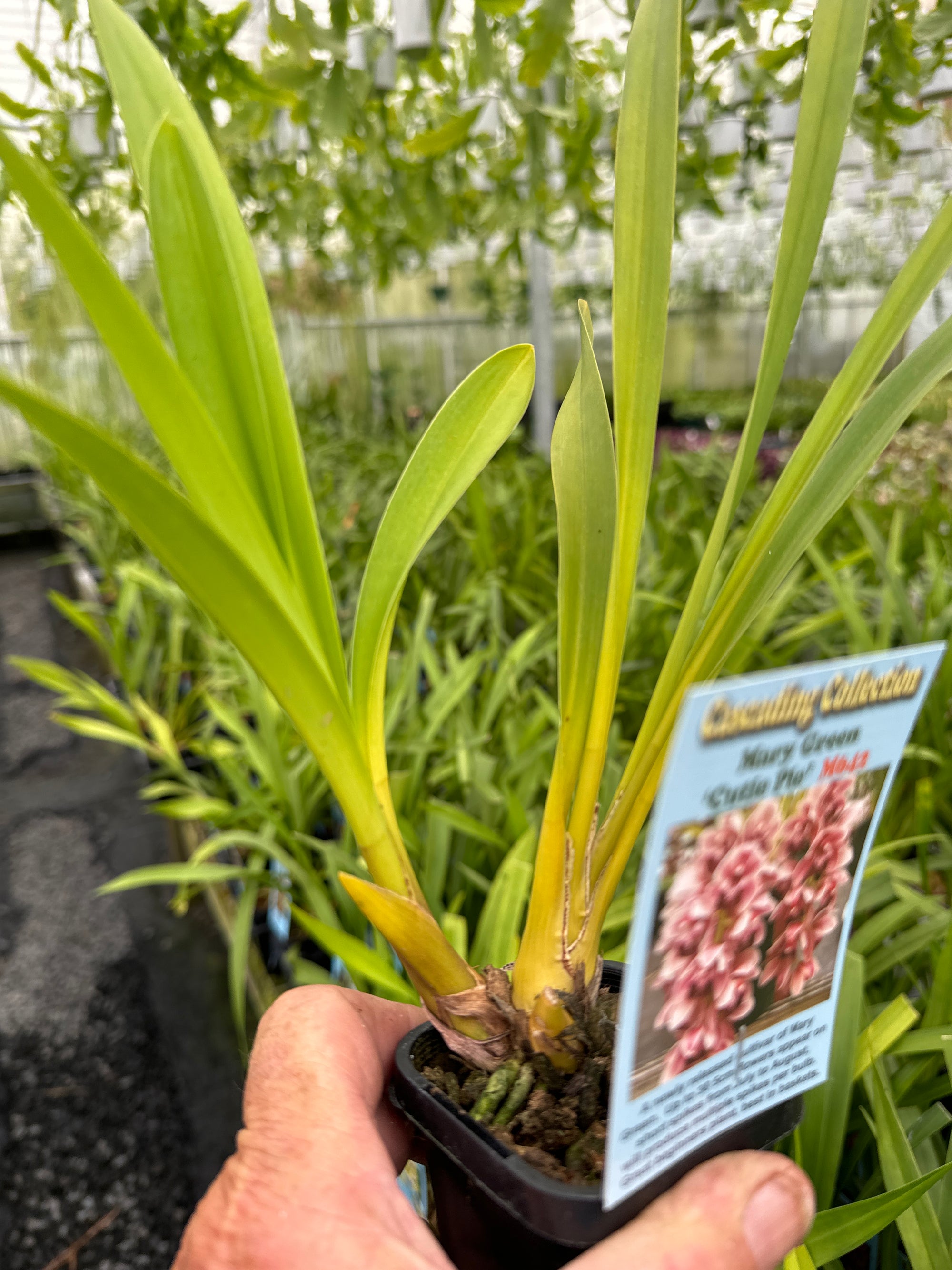 Cymbidium Mary Green 'Cutie Pie'