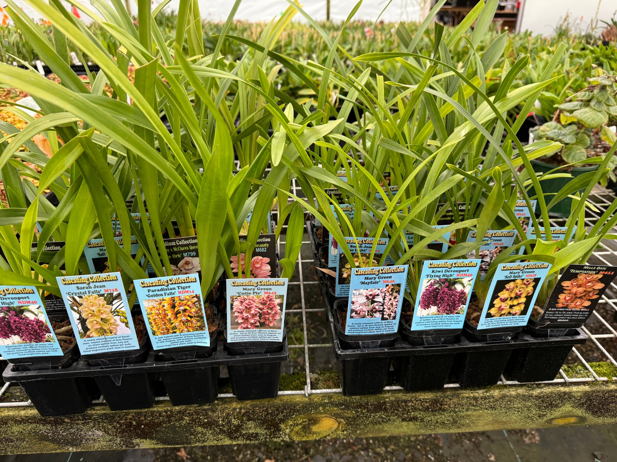 Cymbidium selection of 20 clones (random selection) Normally $300